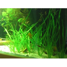 Vallisneria spiralis